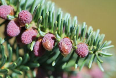 Abies pinsapo 'Argentea' - jedle španělská 'Argentea' - jarní pučení